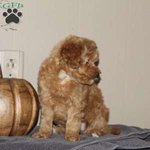 Gordy Fritz, Bich-Poo Puppy